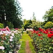 portland-rose-garden